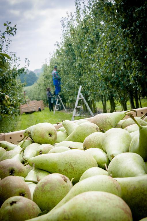 B&B De Fruithoeve Hoeselt Buitenkant foto